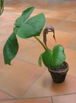  Dragon Arum, Cobra Plante, Amerikansk Wake Robin, Jack På Prædikestolen Blomst, Arisaema brun Foto, beskrivelse og dyrkning, voksende og egenskaber