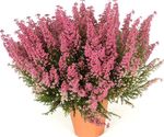 Krukväxter Erika Blomma buskar rosa Fil, beskrivning och uppodling, odling och egenskaper