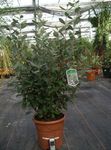 屋内植物 フェイジョア フラワー 木, Feijoa ホワイト フォト, 説明 と 栽培, 成長 と 特性