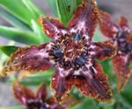 Indoor Plants Ferraria Flower herbaceous plant claret Photo, description and cultivation, growing and characteristics