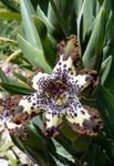 brown Herbaceous Plant Ferraria characteristics and Photo