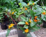 orange Herbaceous Plant Fiery Costus characteristics and Photo