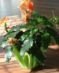 Szobanövények Petárda Virág cserje, Crossandra narancs fénykép, leírás és termesztés, növekvő és jellemzők