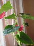pink Herbaceous Plant Flamingo Flower, Heart Flower characteristics and Photo