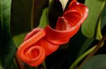 orange Herbaceous Plant Flamingo Flower, Heart Flower characteristics and Photo