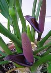 purple Herbaceous Plant Flamingo Flower, Heart Flower characteristics and Photo