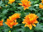 orange Herbaceous Plant Florists Mum, Pot Mum characteristics and Photo
