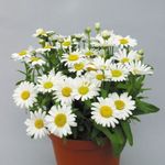 ホワイト 草本植物 花屋お母さん、ポットお母さん 特性 と フォト