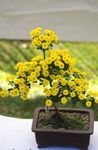 Sisäkasvit Kukkakaupat Mum, Potti Mum ruohokasvi, Chrysanthemum keltainen kuva, tuntomerkit ja muokkaus, viljely ja ominaisuudet