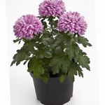 lilac Herbaceous Plant Florists Mum, Pot Mum characteristics and Photo