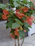pink Tree Flowering Maple, Weeping Maple, Chinese Lantern characteristics and Photo