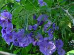 Комнатные Растения Абутилон (комнатный клен) Цветок деревья, Abutilon голубой Фото, описание и выращивание, выращивание и характеристика