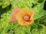 Indoor Plants Flowering Maple, Weeping Maple, Chinese Lantern tree, Abutilon orange Photo, description and cultivation, growing and characteristics