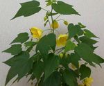 yellow Tree Flowering Maple, Weeping Maple, Chinese Lantern characteristics and Photo