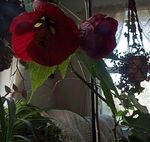 Indoor Plants Flowering Maple, Weeping Maple, Chinese Lantern tree, Abutilon claret Photo, description and cultivation, growing and characteristics
