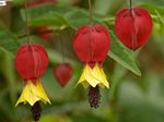 Indoor Plants Flowering Maple, Weeping Maple, Chinese Lantern tree, Abutilon red Photo, description and cultivation, growing and characteristics