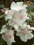 branco Árvore Flowering Maple, Weeping Maple, chinese Lantern características e foto