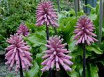 lilás Planta Herbácea Forest Lily características e foto