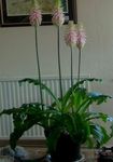Pokojové Rostliny Lesní Lilie Květina bylinné, Veltheimia růžový fotografie, popis a kultivace, pěstování a charakteristiky