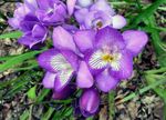 Szobanövények Frézia Virág lágyszárú növény, Freesia halványlila fénykép, leírás és termesztés, növekvő és jellemzők