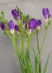 purple Herbaceous Plant Freesia characteristics and Photo