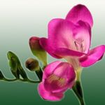 Sisäkasvit Freesia Kukka ruohokasvi pinkki kuva, tuntomerkit ja muokkaus, viljely ja ominaisuudet
