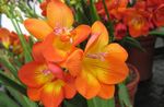 Innendørs Planter Fresia Blomst urteaktig plante, Freesia orange Bilde, beskrivelse og dyrking, voksende og kjennetegn