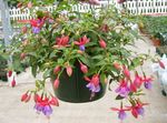 Indoor Plants Fuchsia Flower shrub lilac Photo, description and cultivation, growing and characteristics