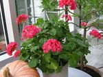 Pokojové Rostliny Pelargónie Květina bylinné, Pelargonium červená fotografie, popis a kultivace, pěstování a charakteristiky
