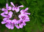 liliowy Trawiaste Pelargonia (Geranium) charakterystyka i zdjęcie
