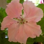 Plante de Interior Geranium Floare planta erbacee, Pelargonium roz fotografie, descriere și cultivare, în creștere și caracteristici