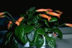 Māja Augi Gesneria Zieds zālaugu augs oranžs Foto, apraksts un audzēšana, augošs un raksturlielumi