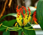 Topfpflanzen Ruhm Lilie Blume liane, Gloriosa gelb Foto, Beschreibung und Anbau, wächst und Merkmale