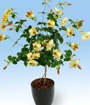 屋内植物 黄金のトランペット低木 フラワー つる植物, Allamanda 黄 フォト, 説明 と 栽培, 成長 と 特性