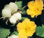Pokojowe Rośliny Bawełna Kwiat krzaki, Gossypium żółty zdjęcie, opis i uprawa, hodowla i charakterystyka