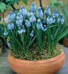 Kamerplanten Druif Bloem kruidachtige plant, Muscari lichtblauw foto, beschrijving en teelt, groeiend en karakteristieken