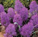 Toataimed Kobarhüatsint Lill rohttaim, Muscari purpurne Foto, kirjeldus ja kultiveerimine, kasvav ja omadused