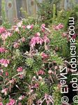 Topfpflanzen Grevillea Blume sträucher, Grevillea sp. rosa Foto, Beschreibung und Anbau, wächst und Merkmale