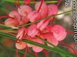 Sobne Rastline Grevillea Cvet grmi, Grevillea sp. rdeča fotografija, opis in gojenje, rast in značilnosti
