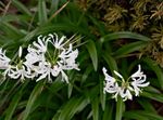 hvítur Herbaceous Planta Guernsey Lily einkenni og mynd