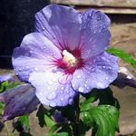 lilac Tor Hibiscus saintréithe agus Photo