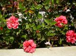 Комнатные Растения Гибискус (китайская роза) Цветок кустарники, Hibiscus розовый Фото, описание и выращивание, выращивание и характеристика