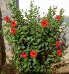 Комнатные Растения Гибискус (китайская роза) Цветок кустарники, Hibiscus красный Фото, описание и выращивание, выращивание и характеристика
