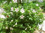 белый Кустарники Гибискус (китайская роза) характеристика и Фото