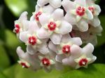 შიდა მცენარეები Hoya, საქორწილო ბუკეტი, მადაგასკარის ჟასმინის, ცვილის ყვავილების, Chaplet ყვავილების, Floradora, ჰავაის საქორწილო ყვავილების დაკიდებული ქარხანა თეთრი სურათი, აღწერა და გაშენების, იზრდება და მახასიათებლები
