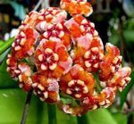 オレンジ ハンギングプラント Hoya、ブライダルブーケ、マダガスカルジャスミン、ワックスの花、ケレン花、floradora、ハワイ結婚式の花 特性 と フォト