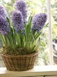 lilás Planta Herbácea Hyacinth características e foto