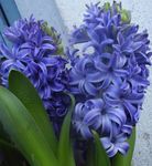 lichtblauw Kruidachtige Plant Hyacint karakteristieken en foto