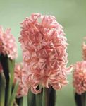 Plante de Interior Zambilă Floare planta erbacee, Hyacinthus roz fotografie, descriere și cultivare, în creștere și caracteristici