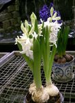 des plantes en pot Jacinthe Fleur herbeux, Hyacinthus blanc Photo, la description et la culture du sol, un cultivation et les caractéristiques